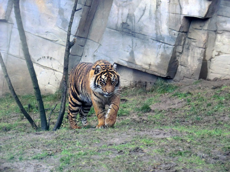 Sumatra Tigerjungtier DASEEP im Wuppertaler Zoo am 8. Januar 2012