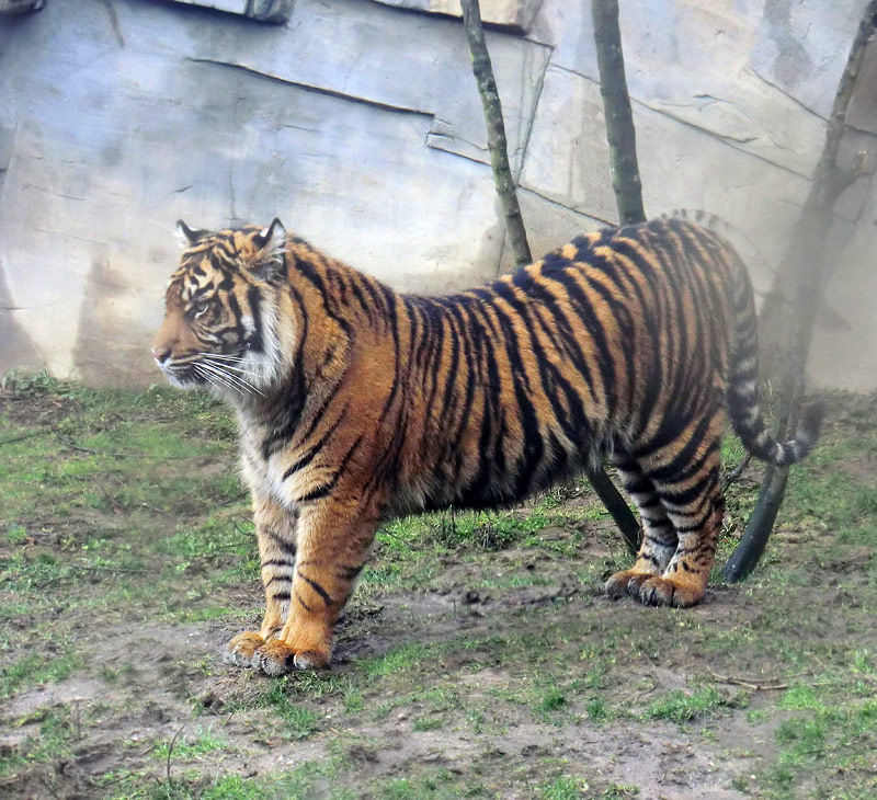Sumatra Tigerjungtier DASEEP im Zoo Wuppertal am 8. Januar 2012