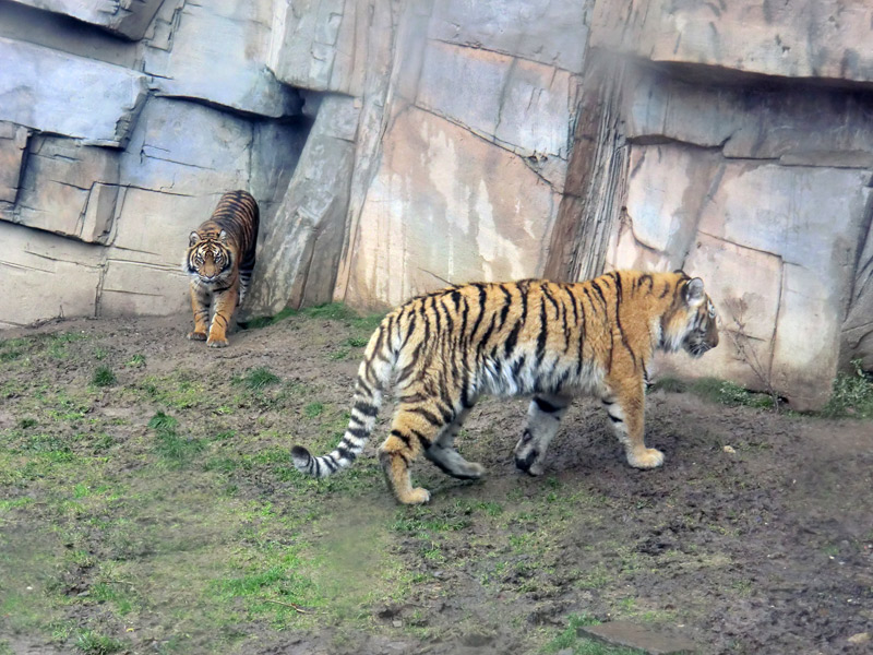 Sumatra Tigerjungtier DASEEP und Sibirisches Tigerjungtier TSCHUNA im Zoologischen Garten Wuppertal am 8. Januar 2012
