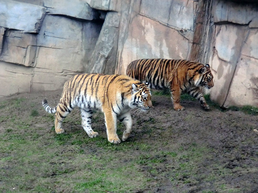Sibirisches Tigerjungtier TSCHUNA und Sumatra Tigerjungtier DASEEP im Wuppertaler Zoo am 8. Januar 2012