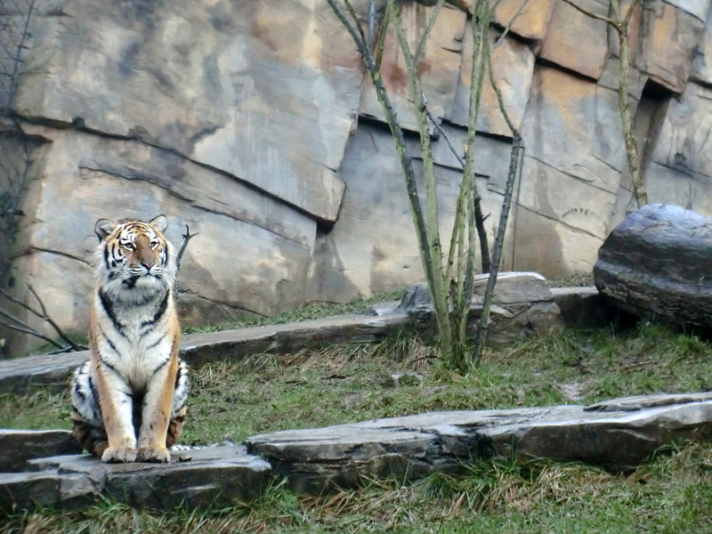 Sibirisches Tigerjungtier TSCHUNA im Zoologischen Garten Wuppertal am 8. Januar 2012