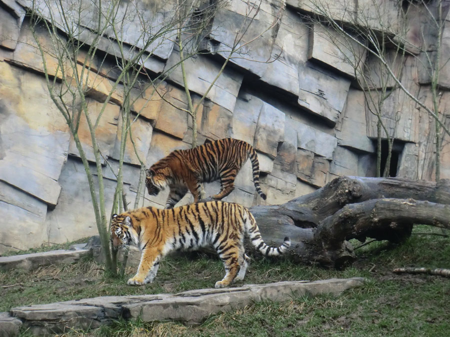 Sibirisches Tigerjungtier TSCHUNA und Sumatra Tigerjungtier DASEEP im Zoo Wuppertal am 14. Januar 2012