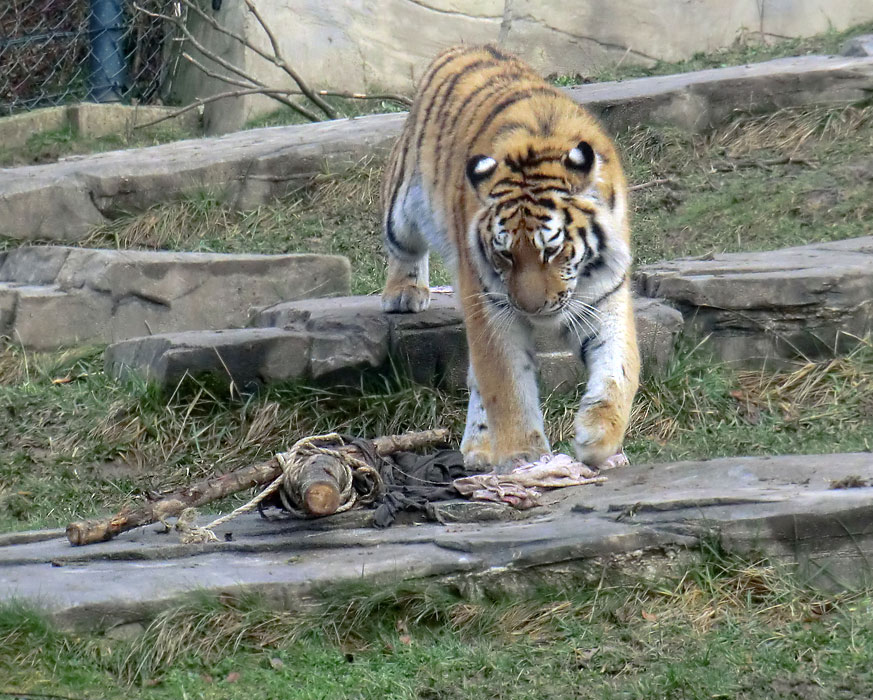 Sibirisches Tigerjungtier TSCHUNA im Zoologischen Garten Wuppertal am 14. Januar 2012