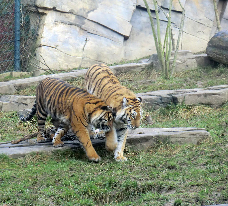 Sumatra Tigerjungtier DASEEP und Sibirisches Tigerjungtier TSCHUNA im Wuppertaler Zoo am 14. Januar 2012