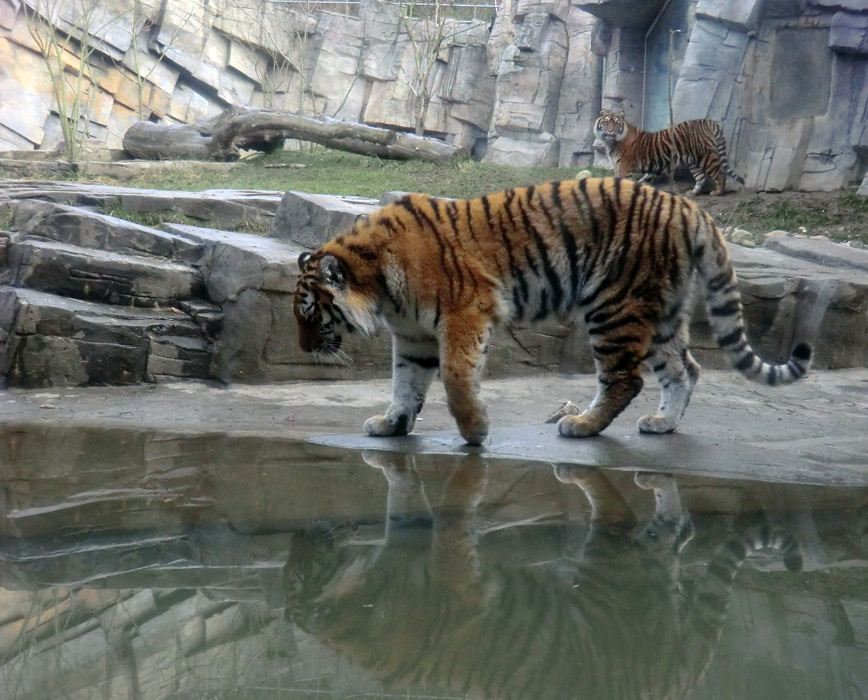 Sibirisches Tigerjungtier TSCHUNA und Sumatra Tigerjungtier DASEEP im Wuppertaler Zoo am 14. Januar 2012