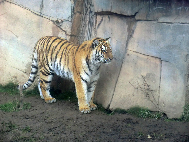 Sibirisches Tigerjungtier TSCHUNA im Zoo Wuppertal am 14. Januar 2012