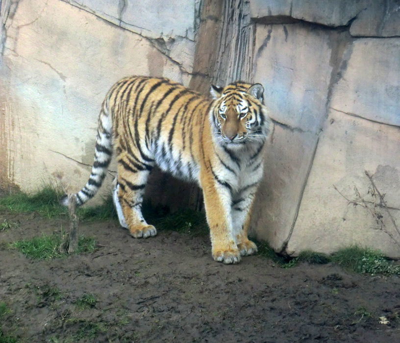 Sibirisches Tigerjungtier TSCHUNA im Zoologischen Garten Wuppertal am 14. Januar 2012