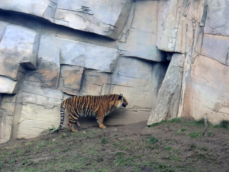 Sumatra Tigerjungtier DASEEP im Zoo Wuppertal am 14. Januar 2012