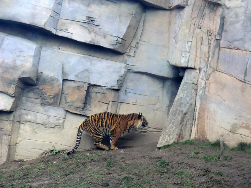 Sumatra Tigerjungtier DASEEP im Zoologischen Garten Wuppertal am 14. Januar 2012