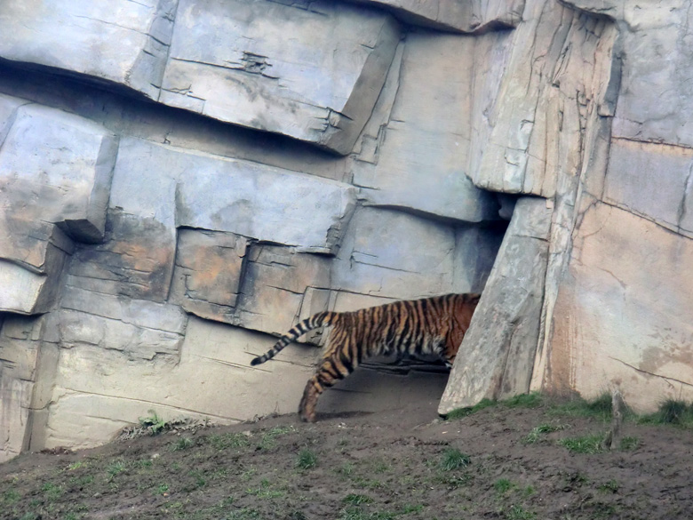 Sumatra Tigerjungtier DASEEP im Wuppertaler Zoo am 14. Januar 2012