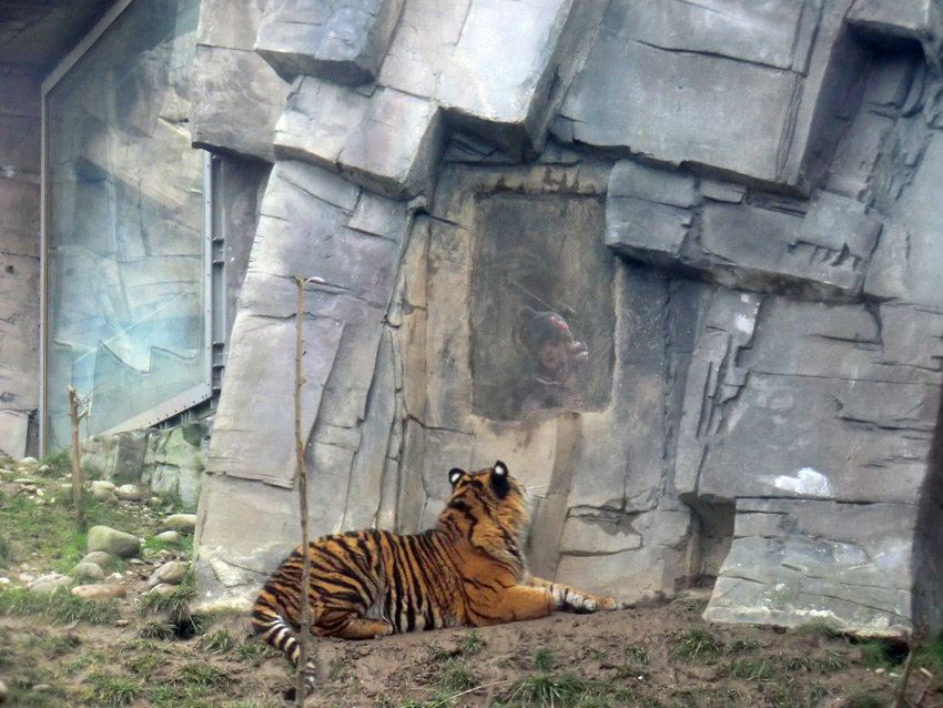 Sumatra Tigerjungtier DASEEP am Riechgitter im Zoologischen Garten Wuppertal am 14. Januar 2012