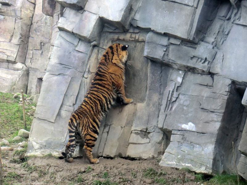 Sumatra Tigerjungtier DASEEP am Riechgitter im Zoologischen Garten Wuppertal am 14. Januar 2012