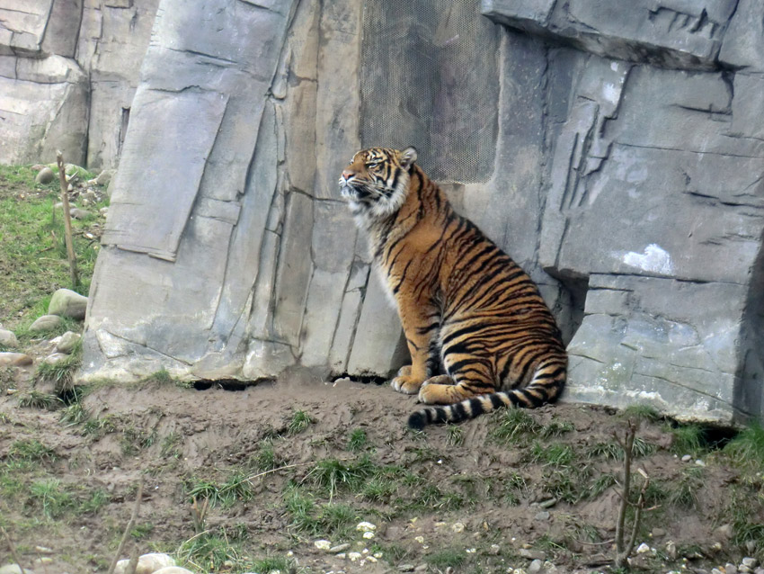 Sumatra Tigerjungtier DASEEP am Riechgitter im Zoo Wuppertal am 14. Januar 2012