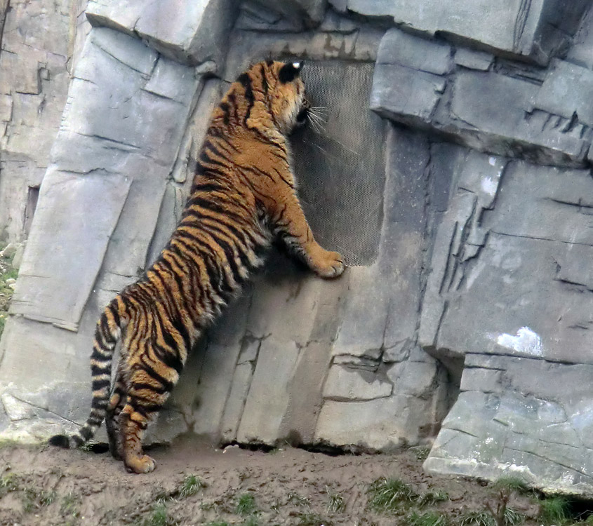 Sumatra Tigerjungtier DASEEP am Riechgitter im Wuppertaler Zoo am 14. Januar 2012