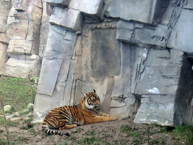 Sumatra Tigerjungtier DASEEP am Riechgitter im Zoo Wuppertal am 14. Januar 2012