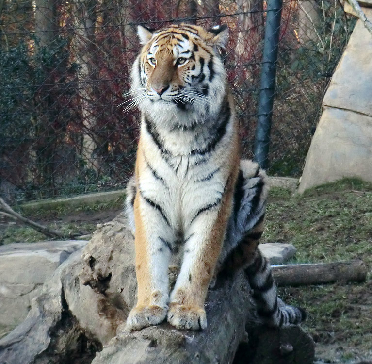 Sibirisches Tigerjungtier TSCHUNA im Zoo Wuppertal am 17. Januar 2012