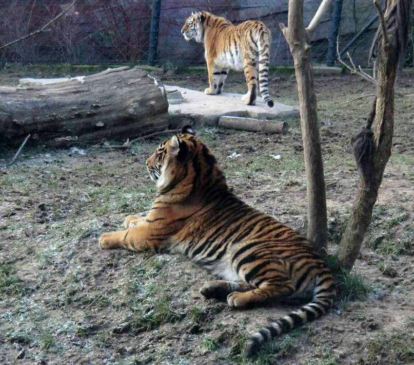 Sumatra Tigerjungtier DASEEP und Sibirisches Tigerjungtier TSCHUNA im Zoologischen Garten Wuppertal am 17. Januar 2012