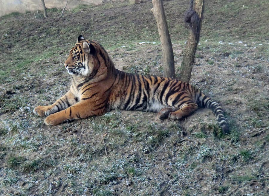 Sumatra Tigerjungtier DASEEP im Wuppertaler Zoo am 17. Januar 2012