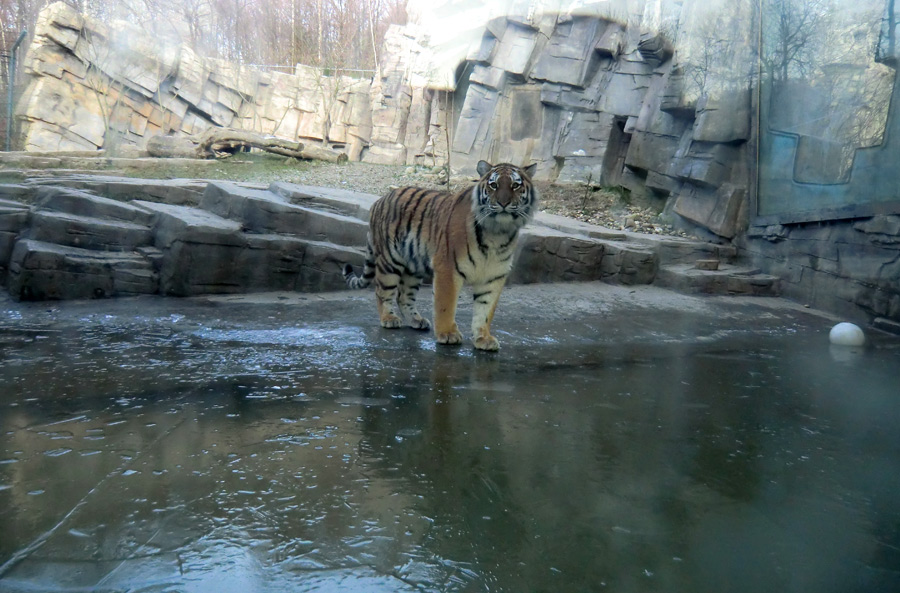 Sibirisches Tigerjungtier TSCHUNA im Zoologischen Garten Wuppertal am 17. Januar 2012