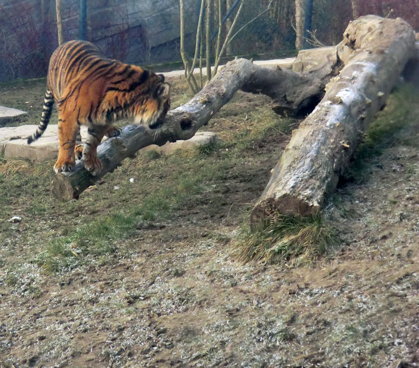Sumatra Tigerjungtier DASEEP im Zoologischen Garten Wuppertal am 17. Januar 2012