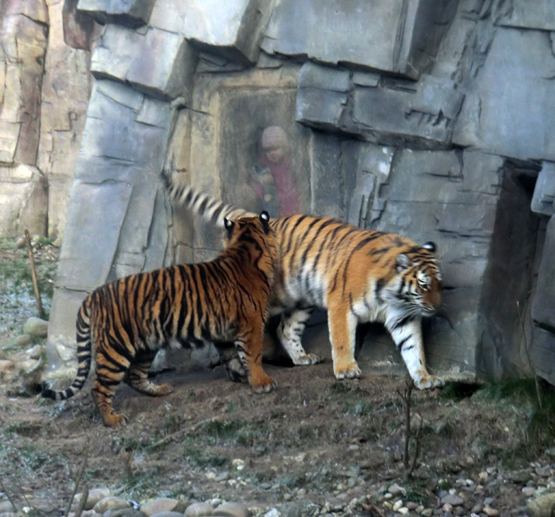 Sumatra Tigerjungtier DASEEP und Sibirisches Tigerjungtier TSCHUNA im Zoologischen Garten Wuppertal am 17. Januar 2012