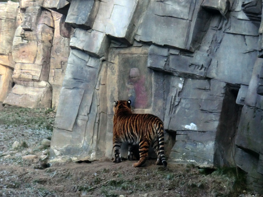 Sumatra Tigerjungtier DASEEP am Riechgitter im Wuppertaler Zoo am 17. Januar 2012