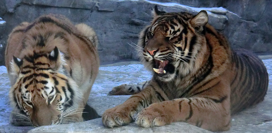 Sibirisches Tigerjungtier TSCHUNA und Sumatra Tigerjungtier DASEEP im Wuppertaler Zoo am 10. Februar 2012