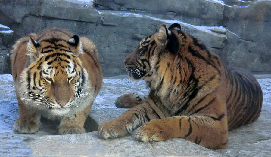Sibirisches Tigerjungtier TSCHUNA und Sumatra Tigerjungtier DASEEP im Zoologischen Garten Wuppertal am 10. Februar 2012