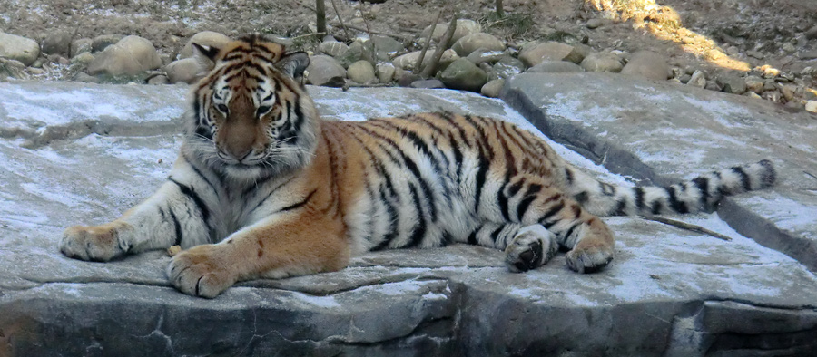 Sibirisches Tigerjungtier TSCHUNA im Wuppertaler Zoo am 10. Februar 2012