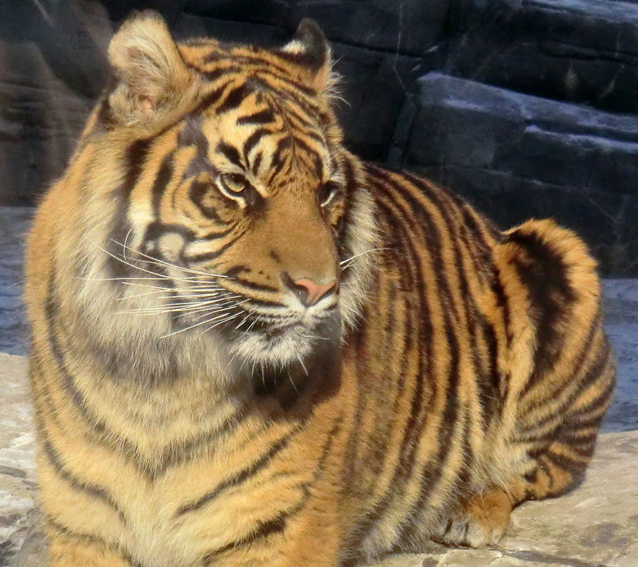 Sumatra Tigerjungtier DASEEP im Zoologischen Garten Wuppertal am 10. Februar 2012