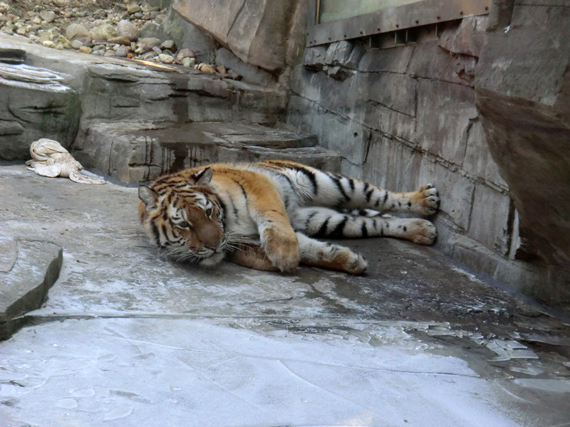 Sibirisches Tigerjungtier TSCHUNA im Wuppertaler Zoo am 10. Februar 2012