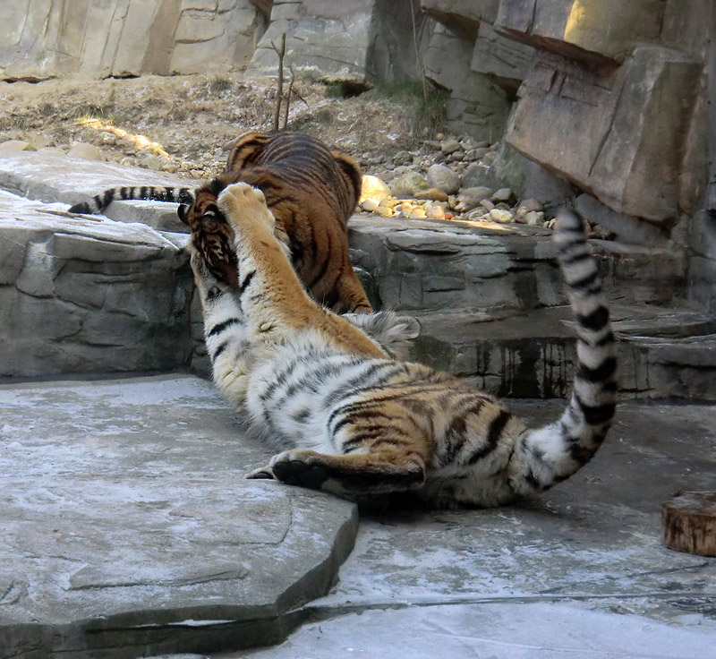 Sumatra Tigerjungtier DASEEP und Sibirisches Tigerjungtier TSCHUNA im Wuppertaler Zoo am 10. Februar 2012