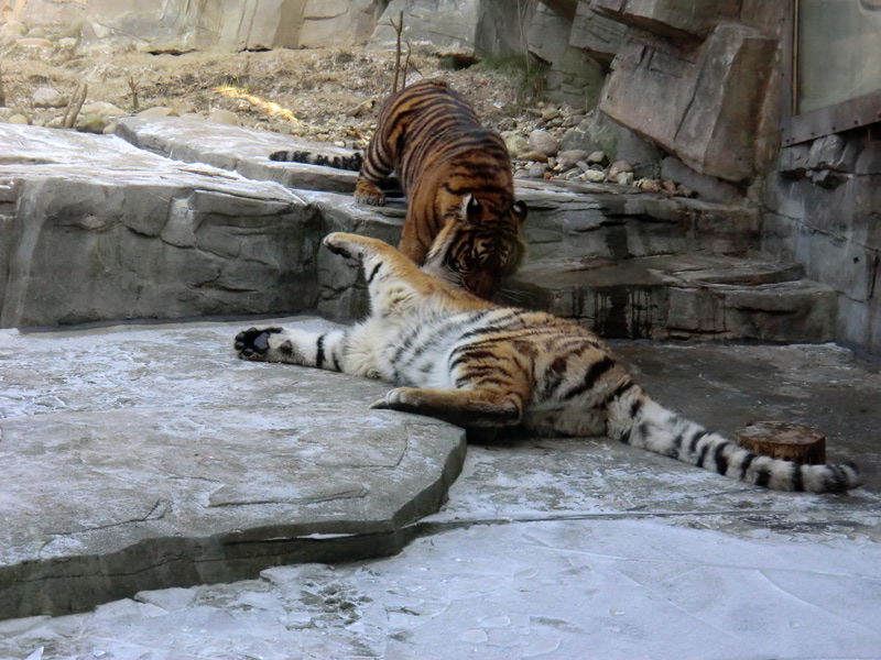 Sumatra Tigerjungtier DASEEP und Sibirisches Tigerjungtier TSCHUNA im Zoo Wuppertal am 10. Februar 2012