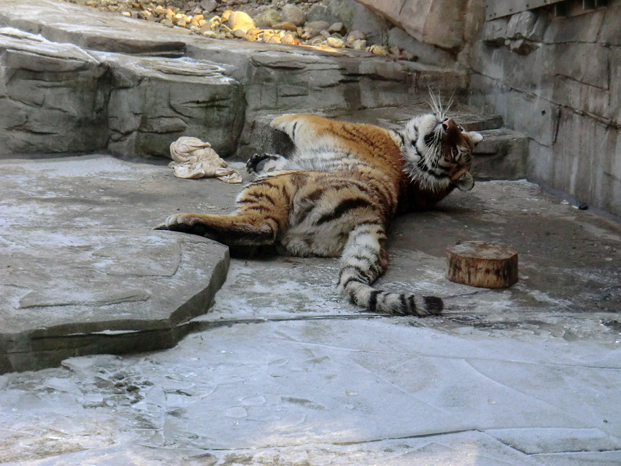 Sibirisches Tigerjungtier TSCHUNA im Zoo Wuppertal am 10. Februar 2012