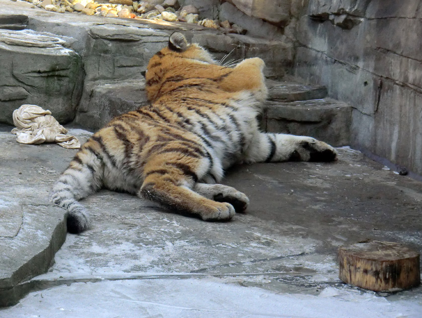 Sibirisches Tigerjungtier TSCHUNA im Zoologischen Garten Wuppertal am 10. Februar 2012