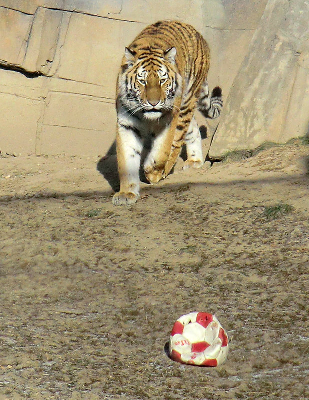 Sibirisches Tigerjungtier TSCHUNA im Zoologischen Garten Wuppertal am 10. Februar 2012