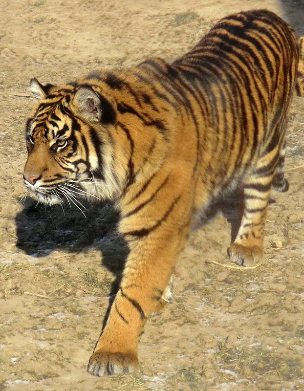 Sumatra Tigerjungtier DASEEP im Wuppertaler Zoo am 10. Februar 2012