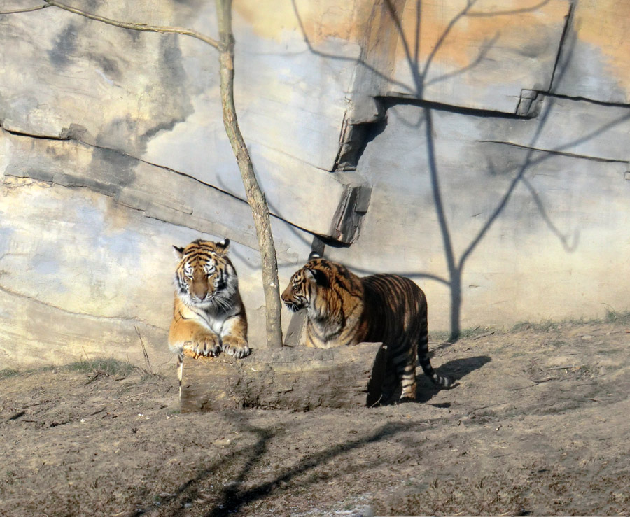 Sibirisches Tigerjungtier TSCHUNA und Sumatra Tigerjungtier DASEEP im Zoologischen Garten Wuppertal am 10. Februar 2012
