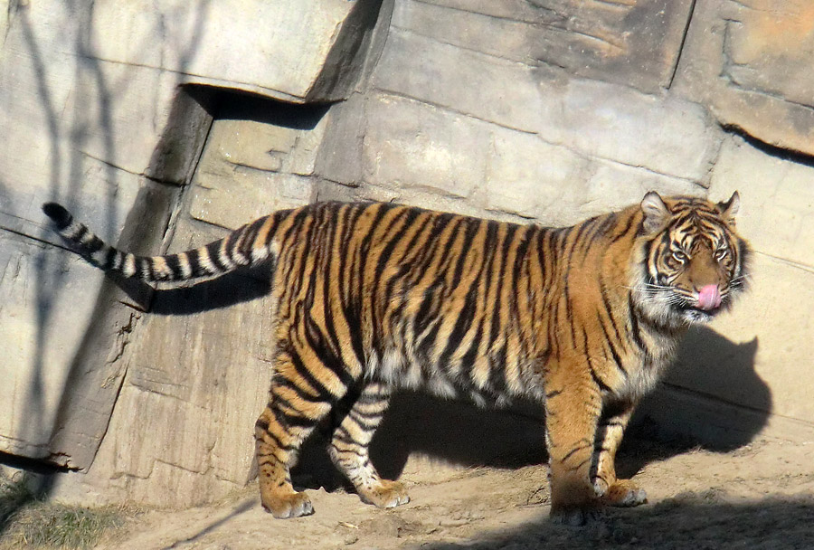 Sumatra Tigerjungtier DASEEP im Zoo Wuppertal am 10. Februar 2012