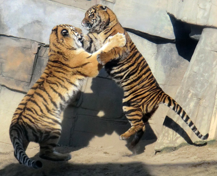 Sibirisches Tigerjungtier Tschuna und Sumatra-Tigerjungtier Daseep im Wuppertaler Zoo am 10. Februar 2012