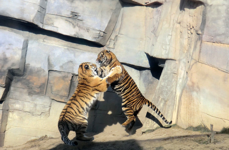Sibirisches Tigerjungtier TSCHUNA und Sumatra Tigerjungtier DASEEP im Wuppertaler Zoo am 10. Februar 2012