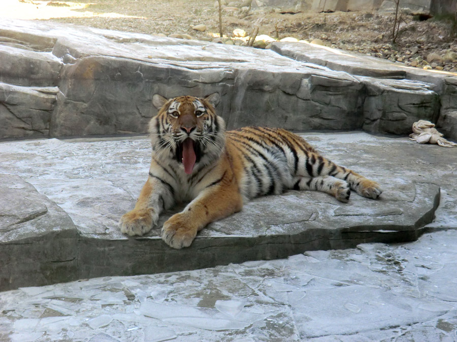Sibirisches Tigerjungtier TSCHUNA im Zoo Wuppertal am 10. Februar 2012