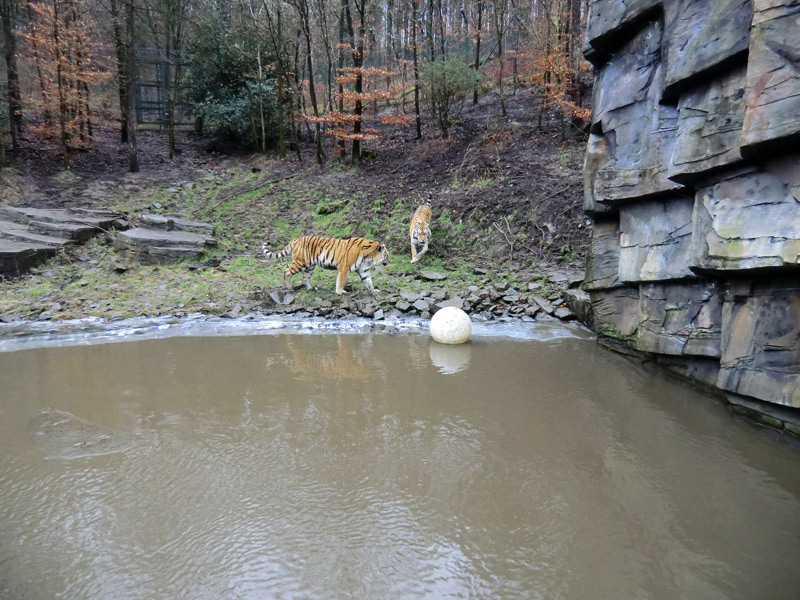 Sibirischer Tiger im Wuppertaler Zoo am 18. Februar 2012