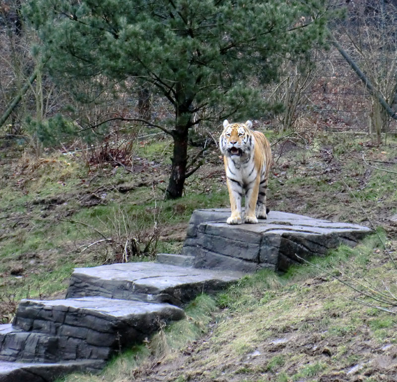 Sibirischer Tiger im Zoologischen Garten Wuppertal am 18. Februar 2012