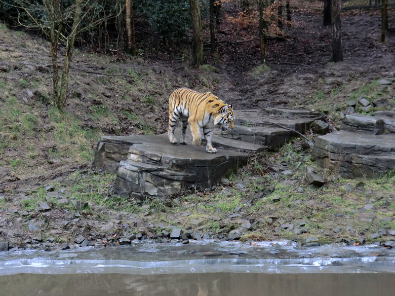 Sibirischer Tiger im Zoologischen Garten Wuppertal am 18. Februar 2012