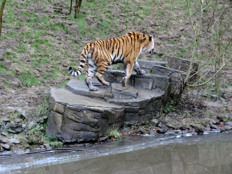 Sibirischer Tiger im Zoo Wuppertal am 18. Februar 2012