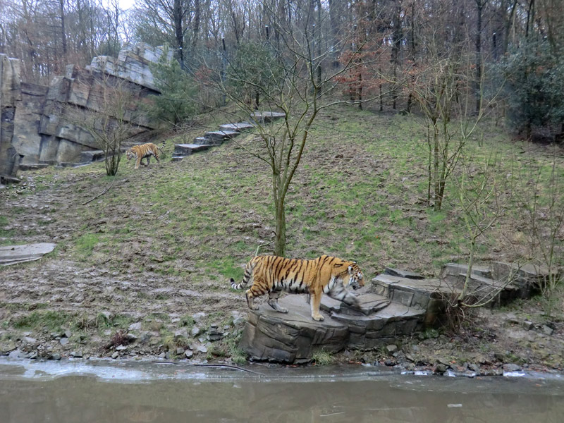 Sibirischer Tiger im Zoo Wuppertal am 18. Februar 2012