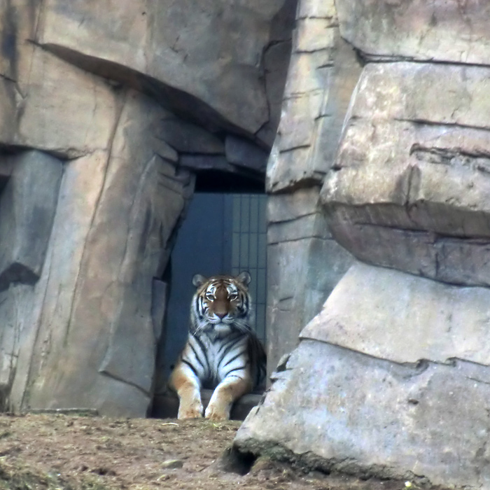 Sibirischen Tigerin MYMOZA im Wuppertaler Zoo am 20. Februar 2012