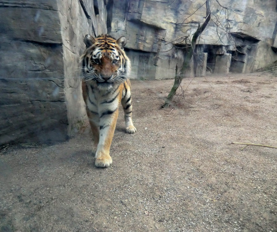 Sibirische Tiger "Mandschu" im Wuppertaler Zoo am 20. Februar 2012