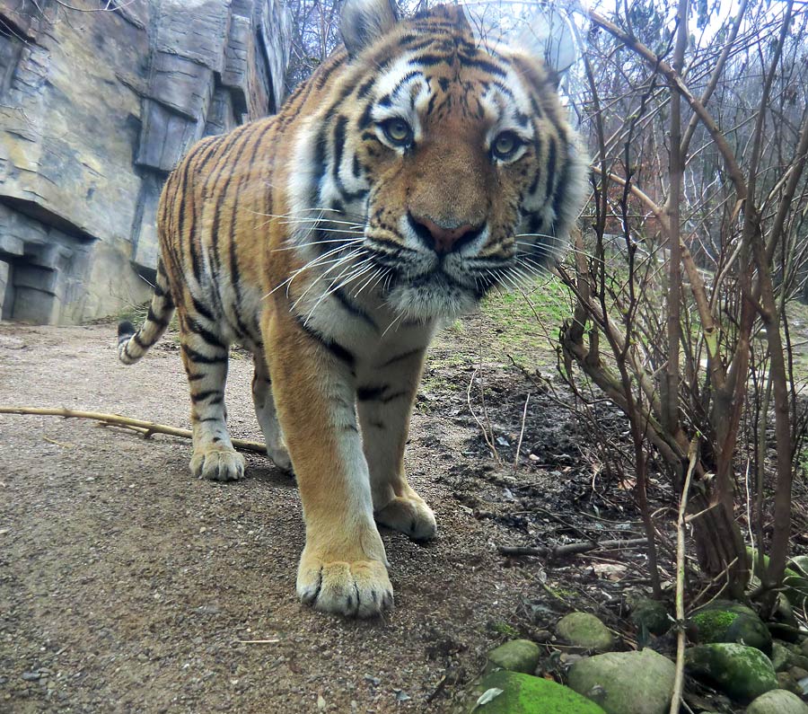Sibirischer Tiger "Mandschu" im Zoologischen Garten Wuppertal am 20. Februar 2012